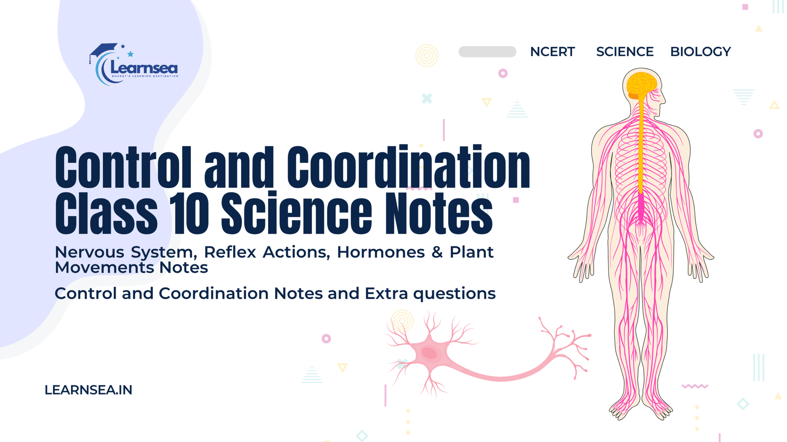 Control and coordination in organisms — nervous system, hormones, reflex action, and plant responses. Class 10 biology notes