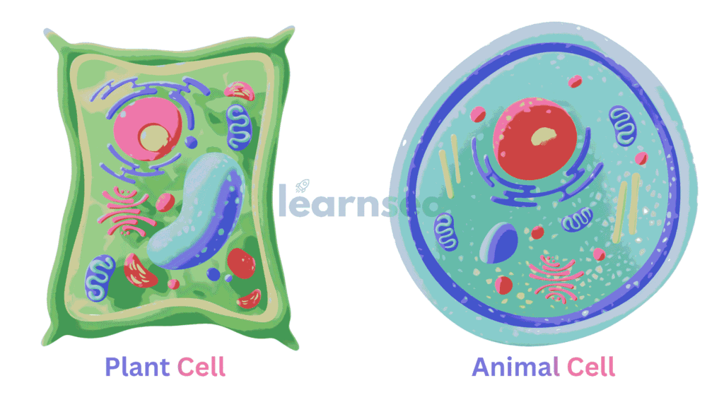 Plant vs Animal Cell image made by using AI and Canva