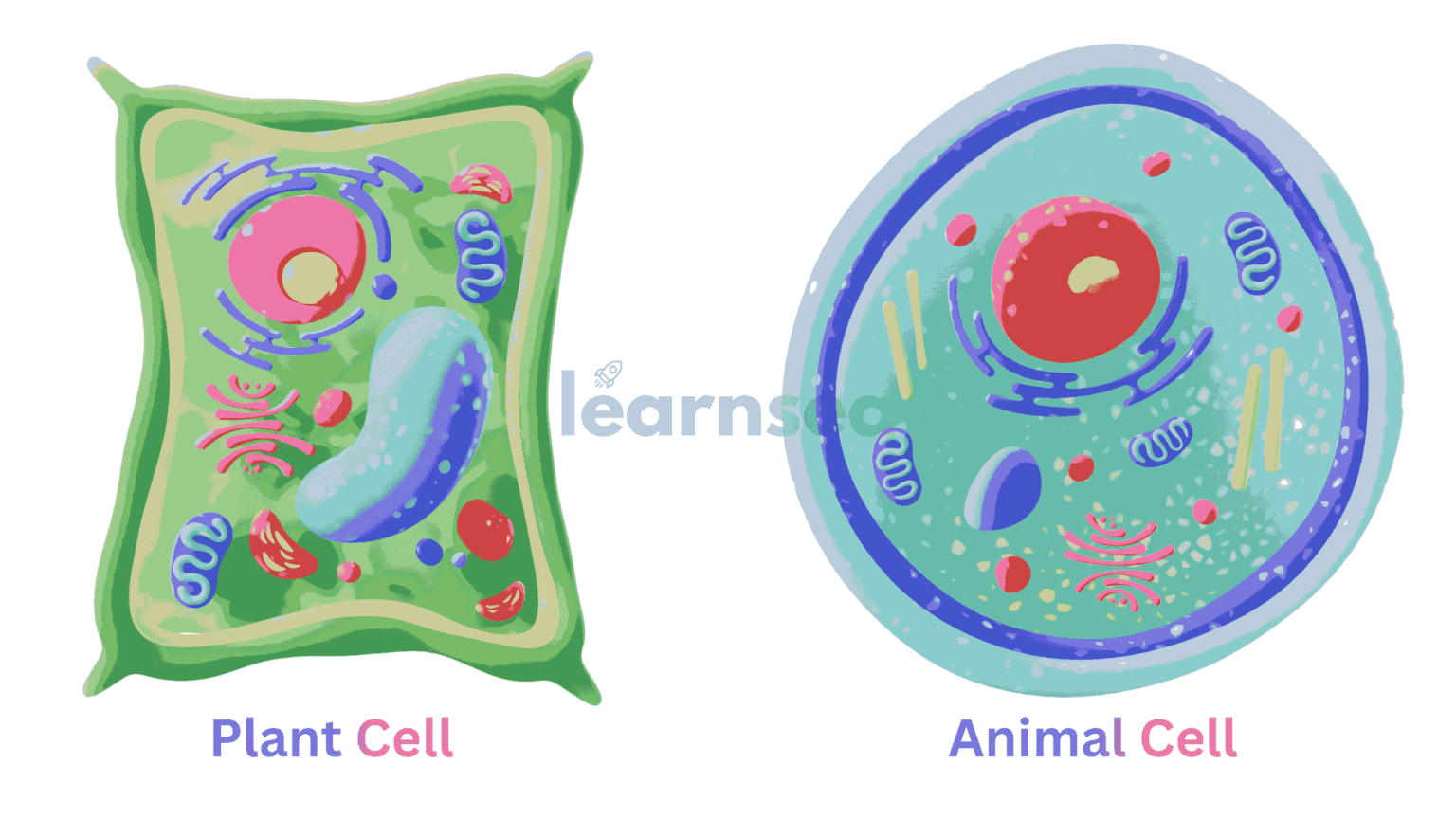NCERT Class 9 Cell: The Building Block of Life Notes Learn Sea